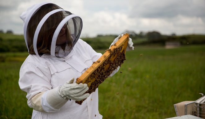 The hidden health benefits of bee venom